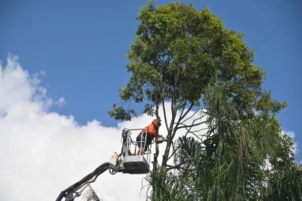 Reliable Reform, AL Tree Care Solutions